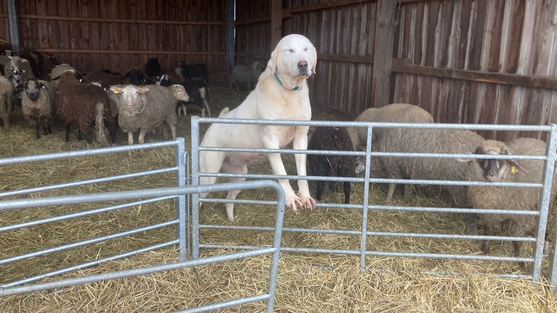 Alabai Alabay Zentalasiatischer Owtscharka CAO Herdenschutzhund