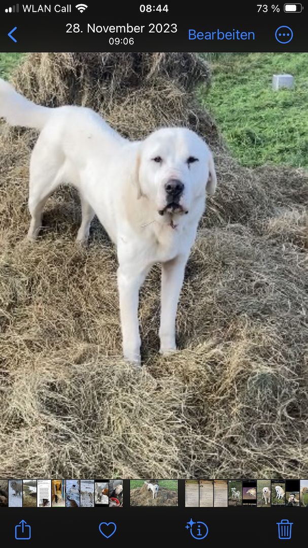 Alabai Alabay Zentalasiatischer Owtscharka CAO Herdenschutzhund