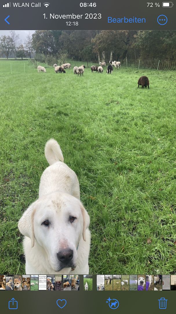 Alabai Alabay Zentalasiatischer Owtscharka CAO Herdenschutzhund