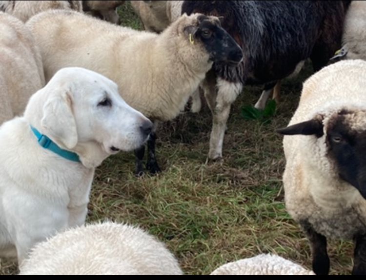 Alabai Alabay Zentalasiatischer Owtscharka CAO Herdenschutzhund