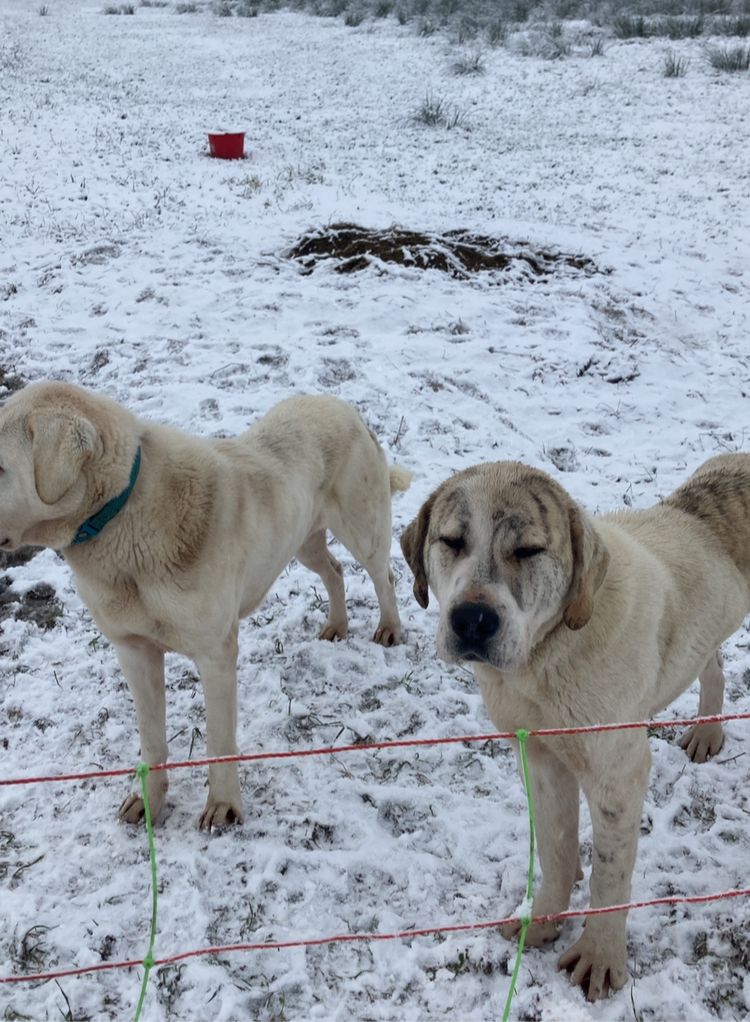 Alabai Alabay Zentalasiatischer Owtscharka CAO Herdenschutzhund