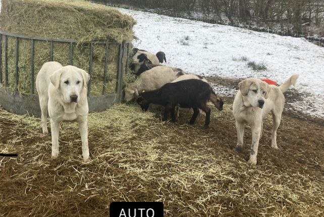 Alabai Alabay Zentalasiatischer Owtscharka CAO Herdenschutzhund