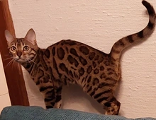 Eine  schöne Bengalkatze