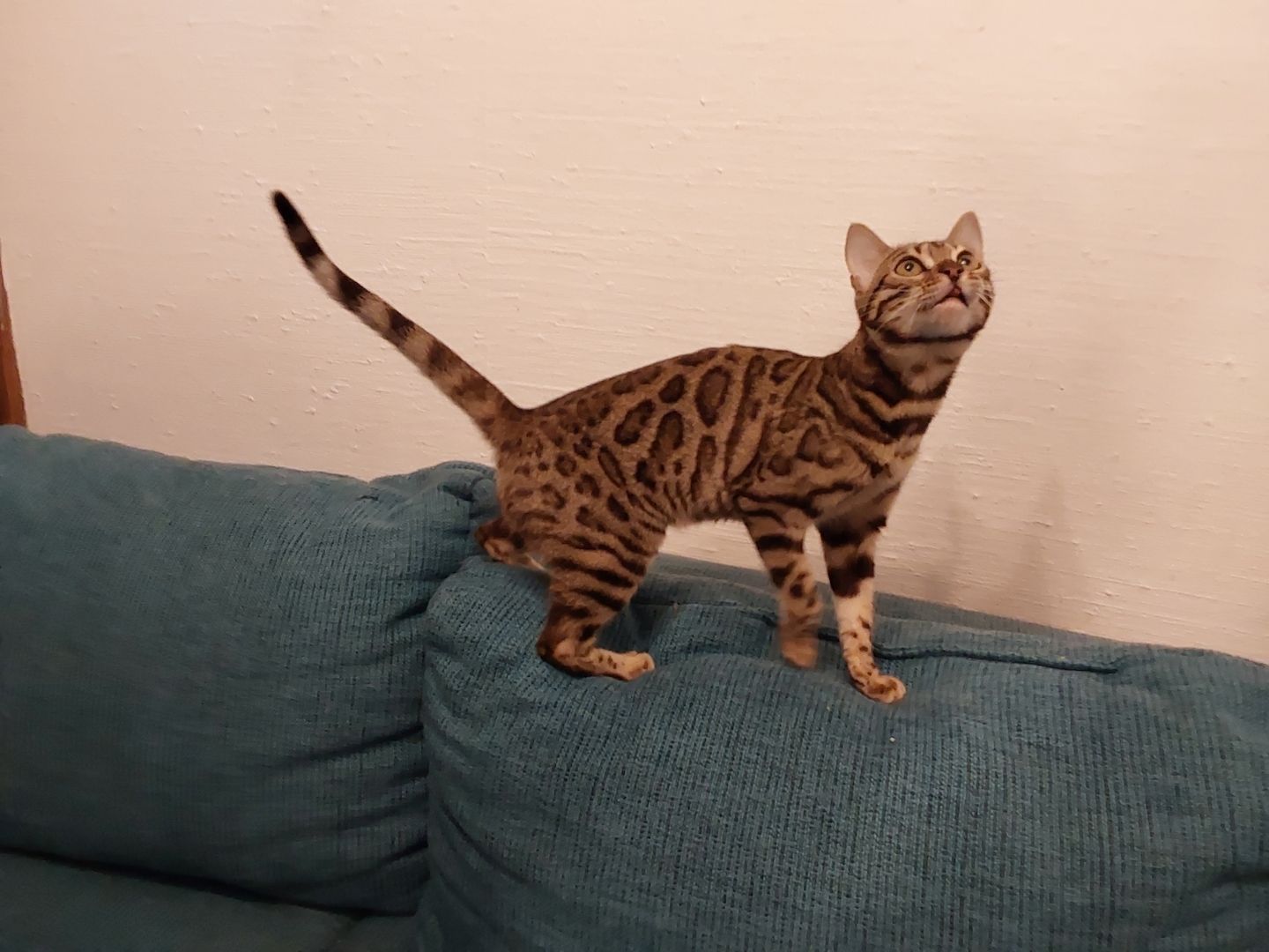 Eine  schöne Bengalkatze
