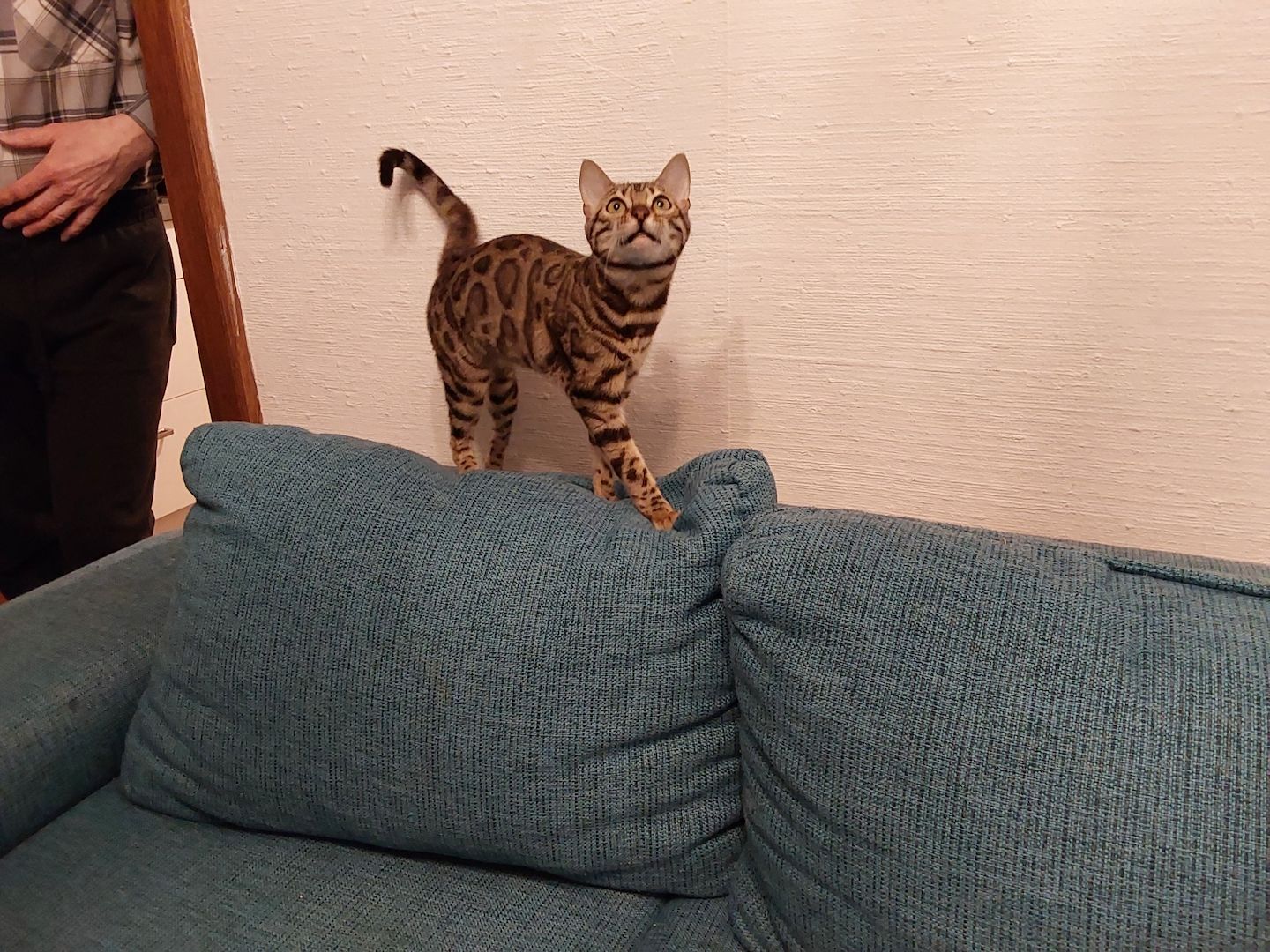 Eine  schöne Bengalkatze