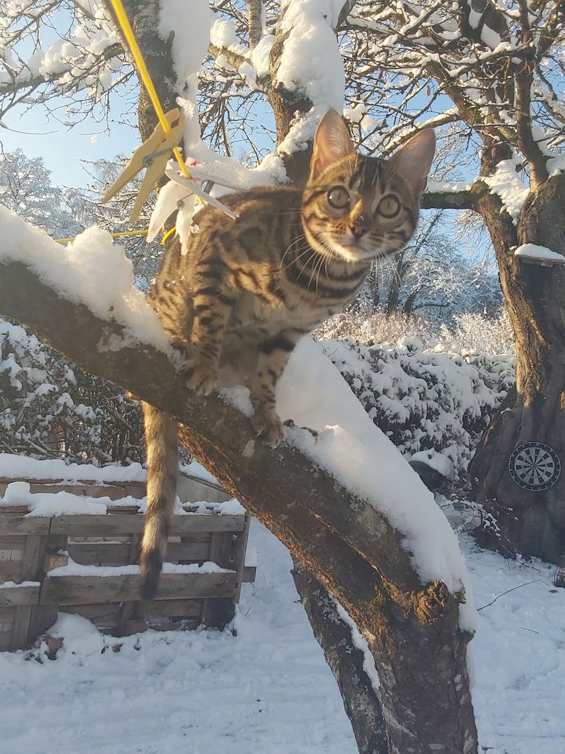 Eine  schöne Bengalkatze
