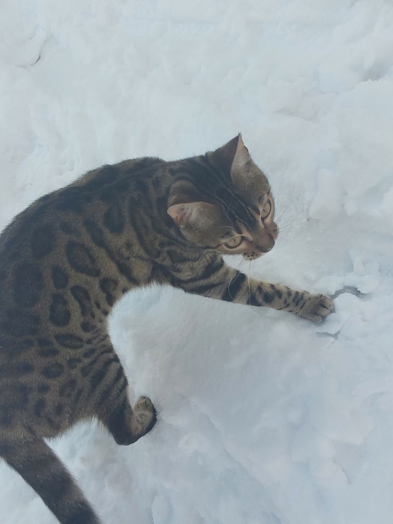 Eine  schöne Bengalkatze