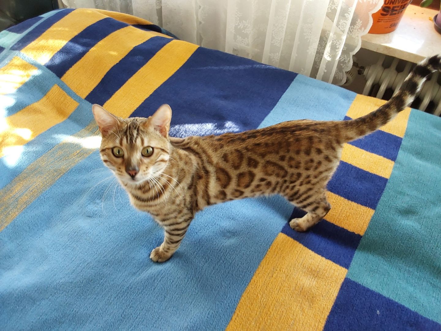 Ein Bengaljungkater Ein Bengaljungkater