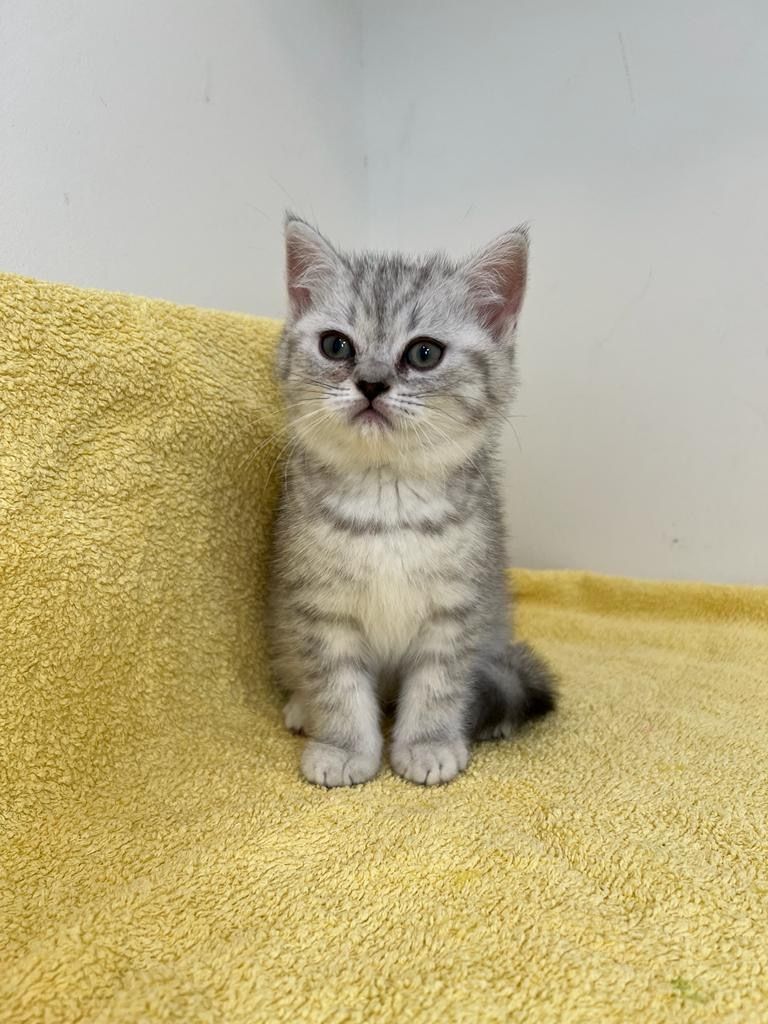 Reinrassige Britisch Kurzhaar Kätzchen mit Stammbaum BKH Kitten