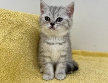 Reinrassige Britisch Kurzhaar Kätzchen mit Stammbaum BKH Kitten