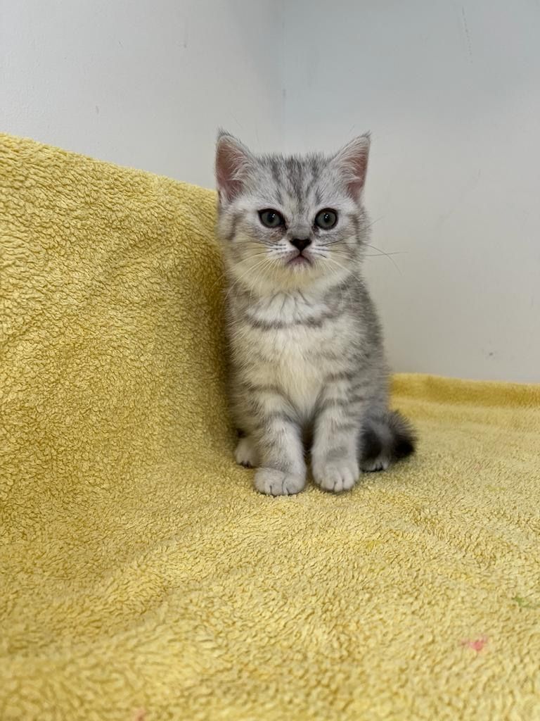 Reinrassige Britisch Kurzhaar Kätzchen mit Stammbaum BKH Kitten