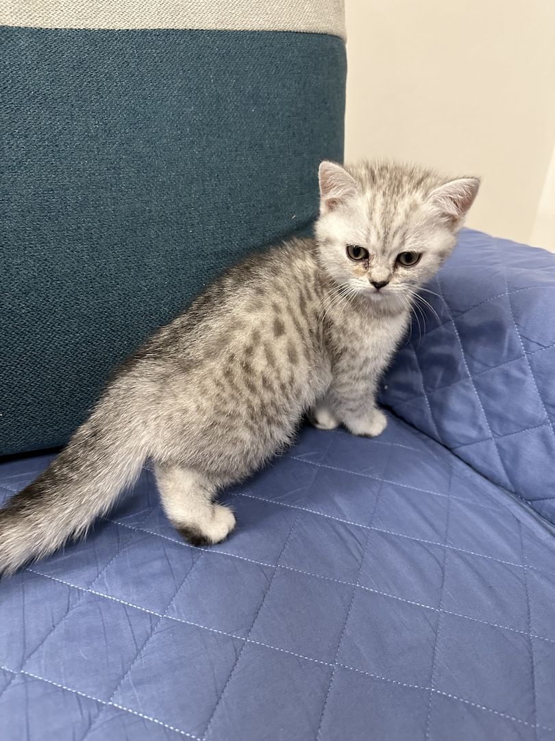 Reinrassige Britisch Kurzhaar Kätzchen mit Stammbaum BKH Kitten