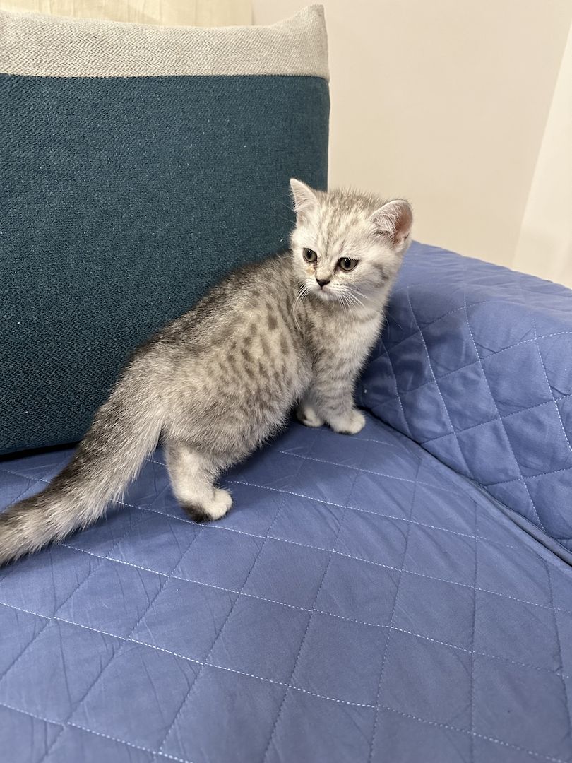 Reinrassige Britisch Kurzhaar Kätzchen mit Stammbaum BKH Kitten