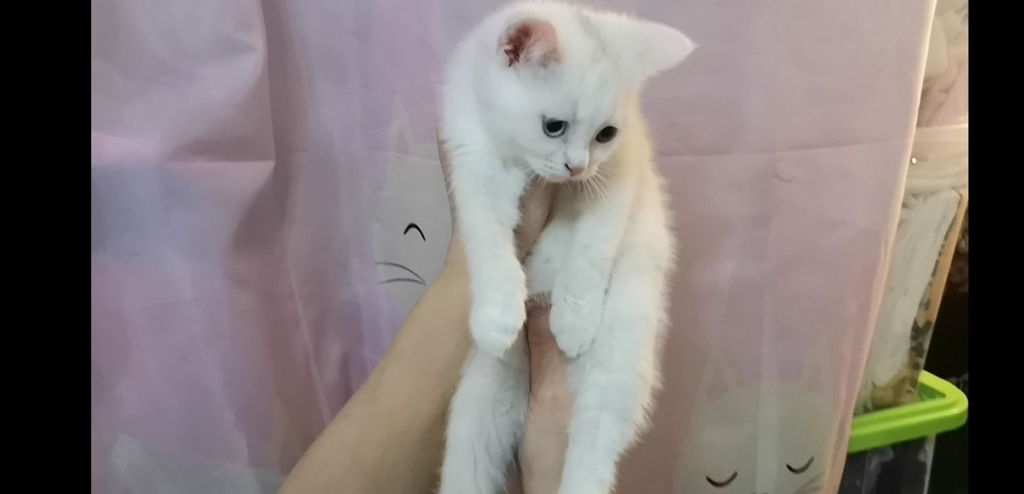Kätzchen Babykatzen Katze weiss Junge männlich Kitten Berlin türkisch Angora Kätzchen Babykatzen Katze weiss Junge männlich Kitten Berlin türkisch Angora