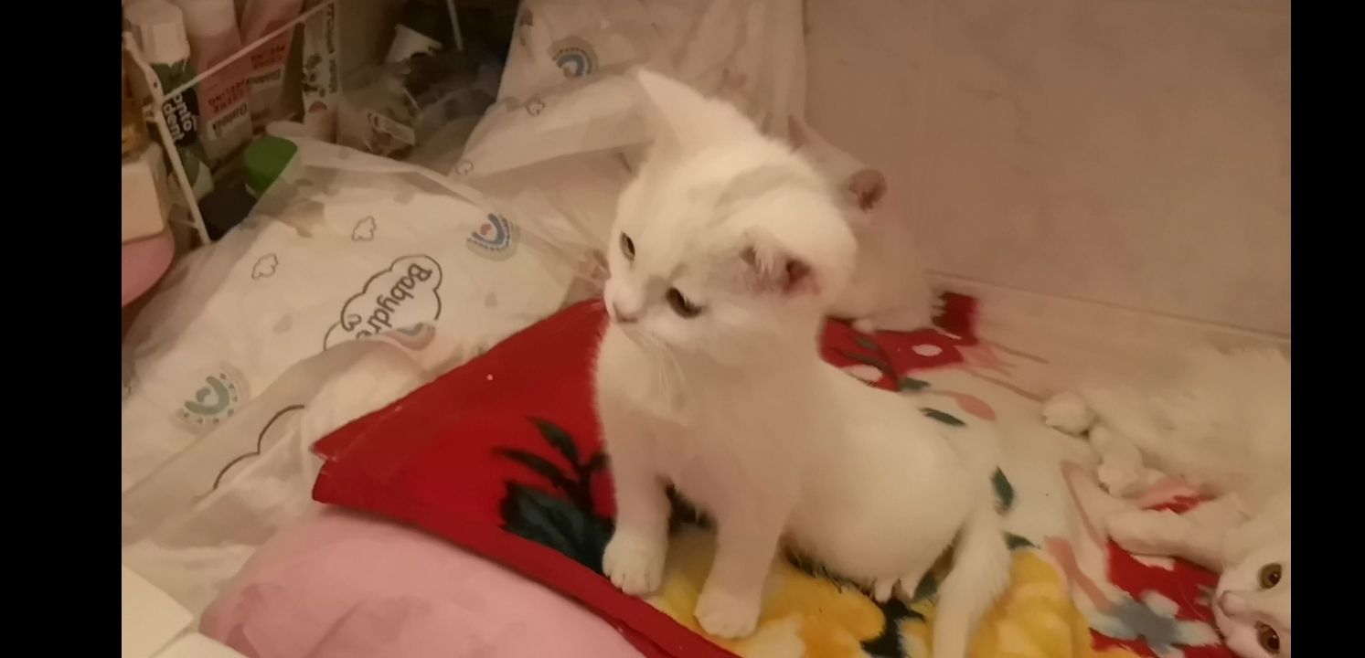 Kätzchen Babykatzen Katze weiss Junge männlich Kitten Berlin türkisch Angora Kätzchen Babykatzen Katze weiss Junge männlich Kitten Berlin türkisch Angora