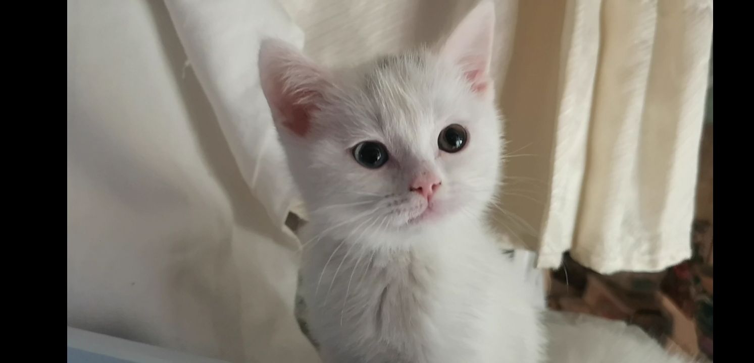 Kätzchen Babykatzen Katze weiss Junge männlich Kitten Berlin türkisch Angora Kätzchen Babykatzen Katze weiss Junge männlich Kitten Berlin türkisch Angora