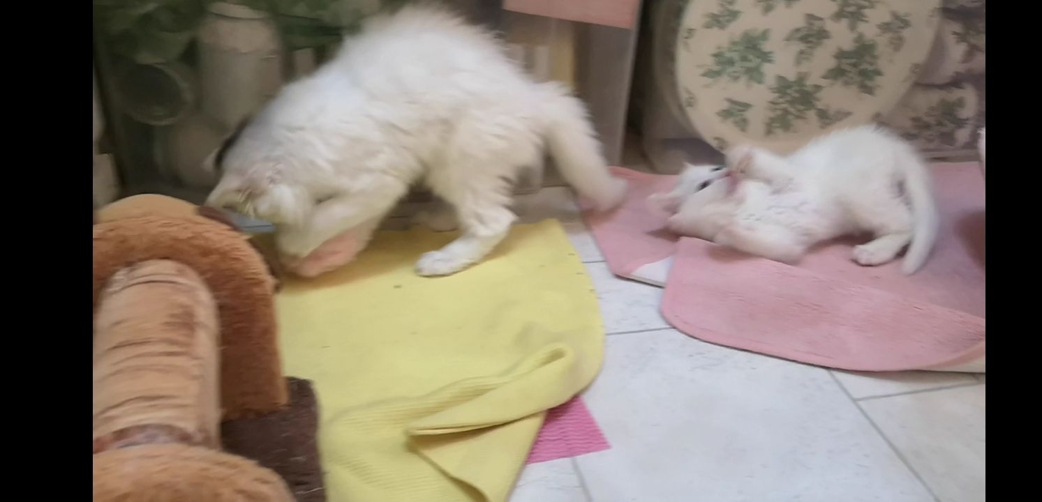 Kätzchen Babykatzen Katze weiss Junge männlich Kitten Berlin türkisch Angora Kätzchen Babykatzen Katze weiss Junge männlich Kitten Berlin türkisch Angora