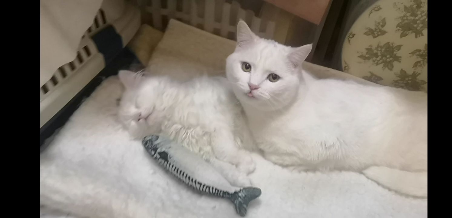 Kätzchen Babykatzen Katze weiss Junge männlich Kitten Berlin türkisch Angora Kätzchen Babykatzen Katze weiss Junge männlich Kitten Berlin türkisch Angora