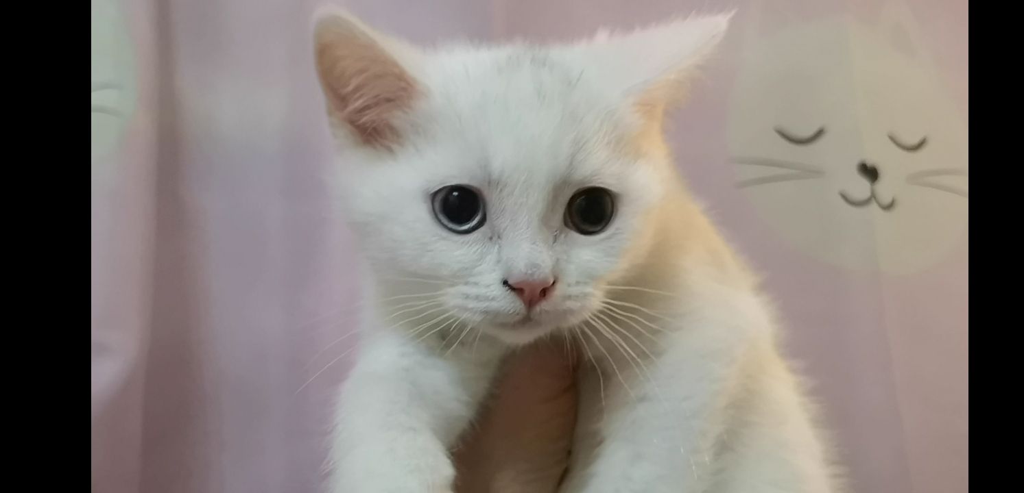 Kätzchen Babykatzen Katze weiss Junge männlich Kitten Berlin türkisch Angora Kätzchen Babykatzen Katze weiss Junge männlich Kitten Berlin türkisch Angora