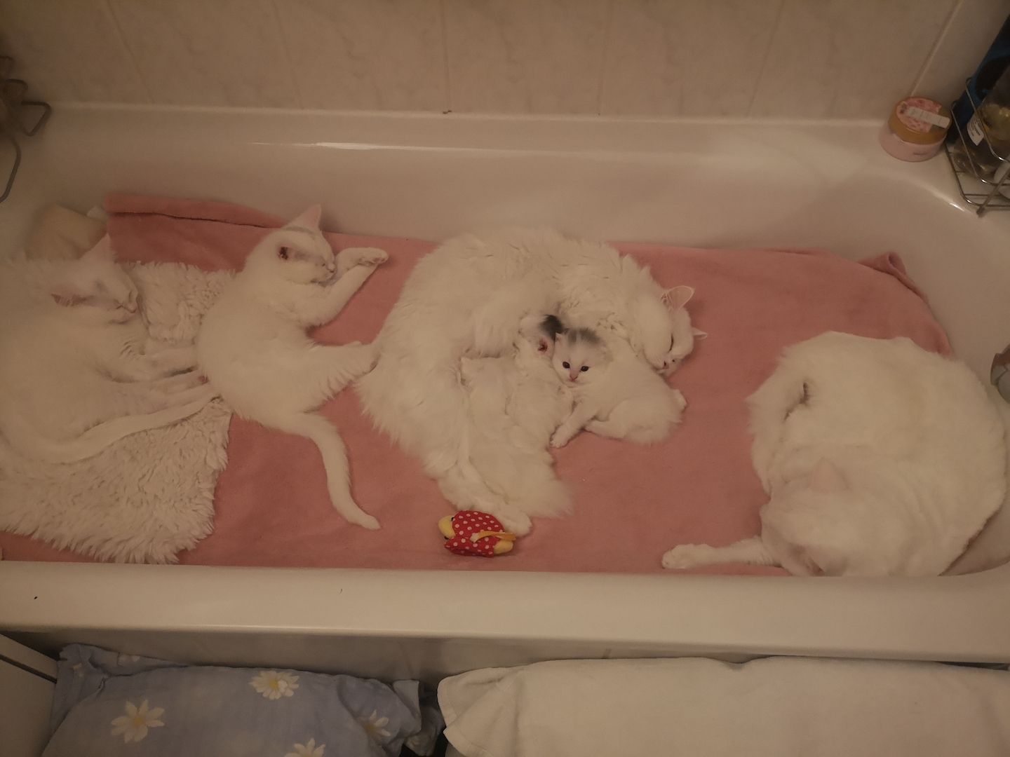 Kätzchen Babykatzen Katze weiss Junge männlich Kitten Berlin türkisch Angora Kätzchen Babykatzen Katze weiss Junge männlich Kitten Berlin türkisch Angora