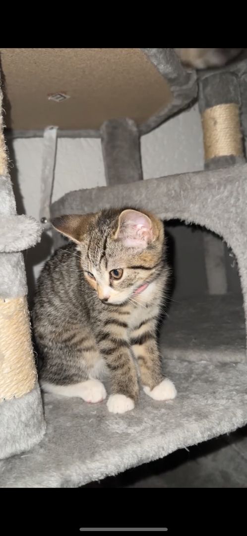 Katzenbabys zu verkaufen