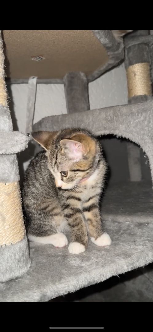 Katzenbabys zu verkaufen