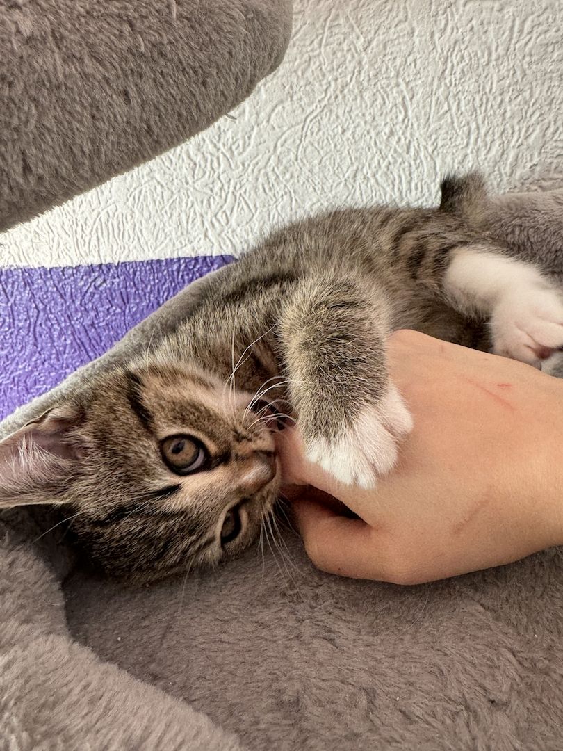 Katzenbabys zu verkaufen