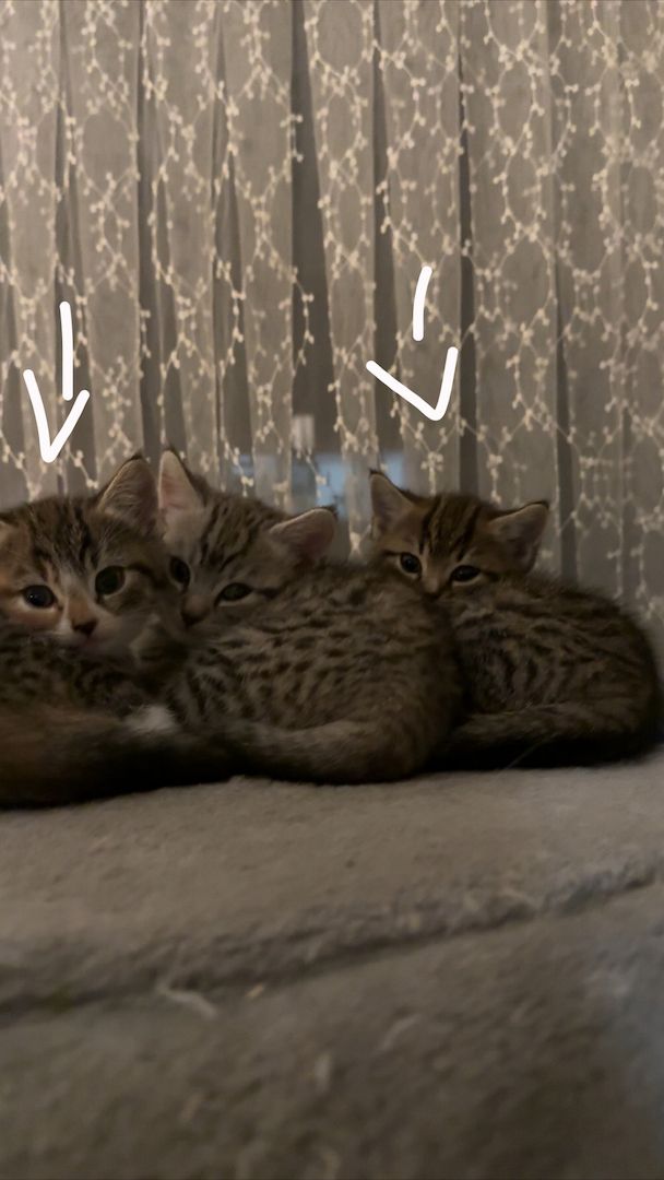 Katzenbabys zu verkaufen