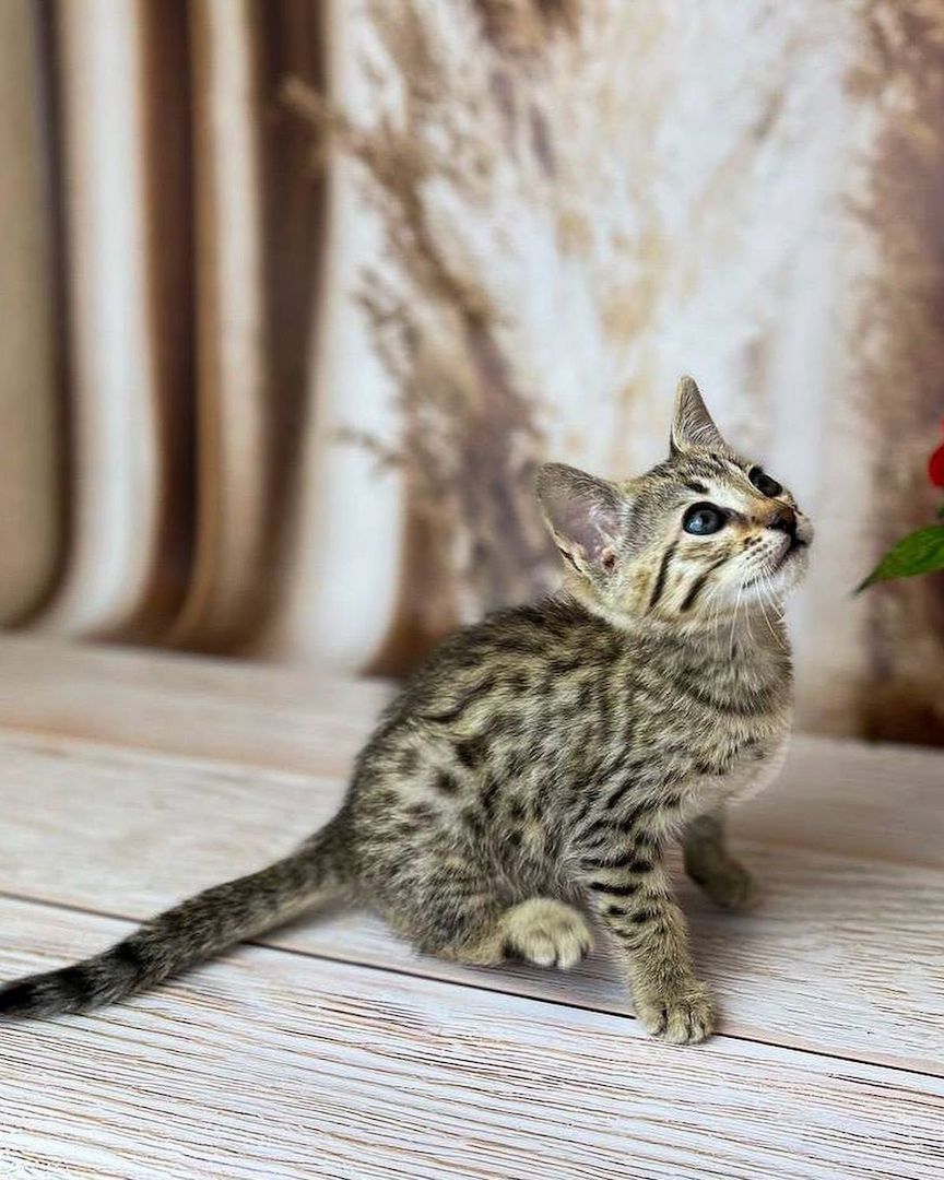 Savannah f4, f5, f6 Kätzchen verfügbar