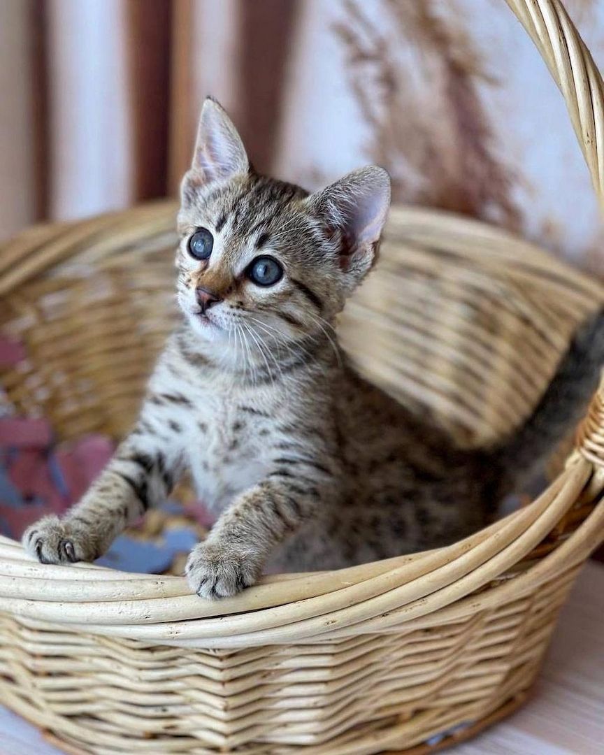 Savannah f4, f5, f6 Kätzchen verfügbar