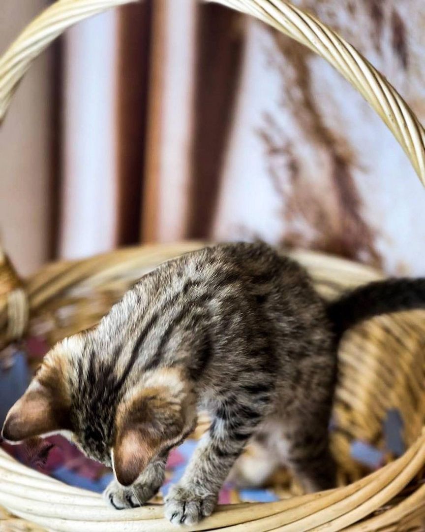 Savannah f4, f5, f6 Kätzchen verfügbar