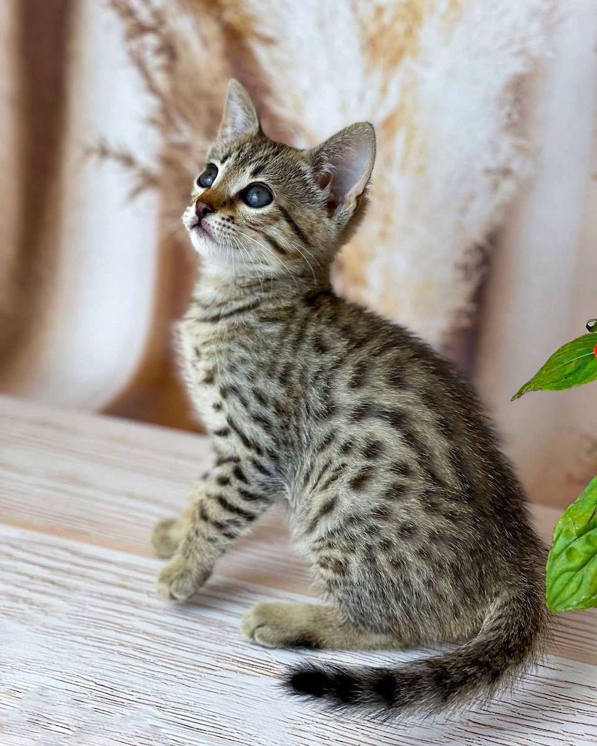 Savannah f4, f5, f6 Kätzchen verfügbar