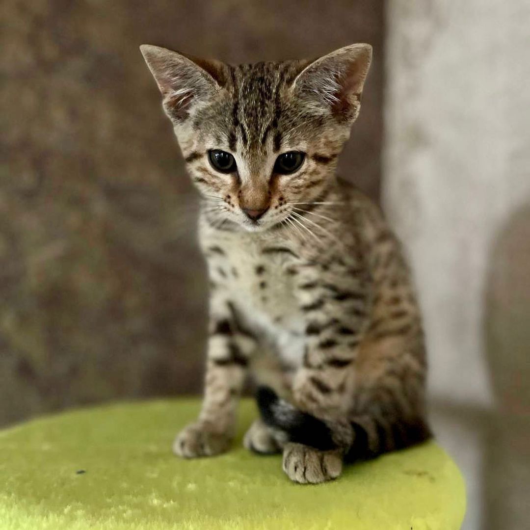 Savannah f4, f5, f6 Kätzchen verfügbar