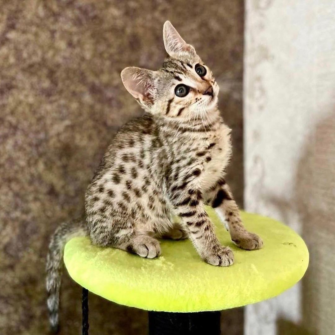 Savannah f4, f5, f6 Kätzchen verfügbar