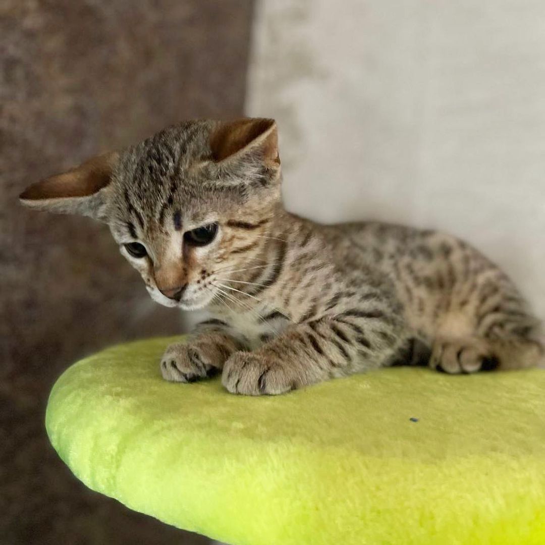 Savannah f4, f5, f6 Kätzchen verfügbar