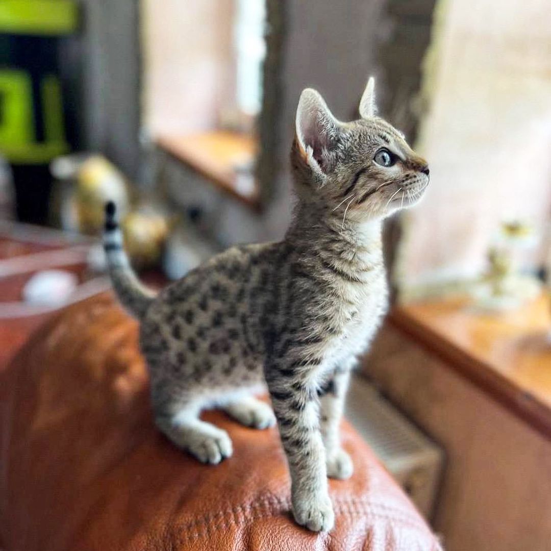 Savannah f4, f5, f6 Kätzchen verfügbar