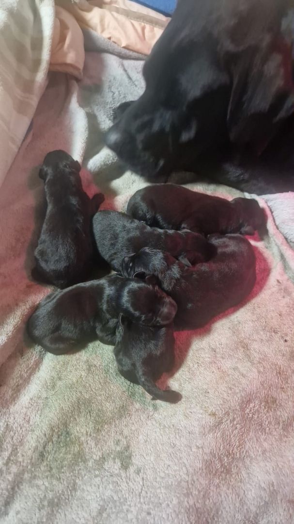 Labrador Dogge Welpen