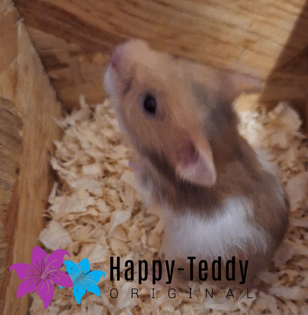 Wunderschöner Teddyhamster Männchen sehr handzahm