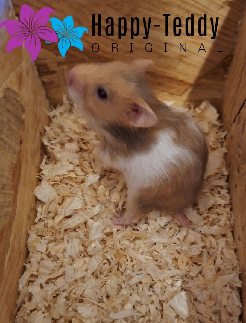 Wunderschöner Teddyhamster Männchen sehr handzahm