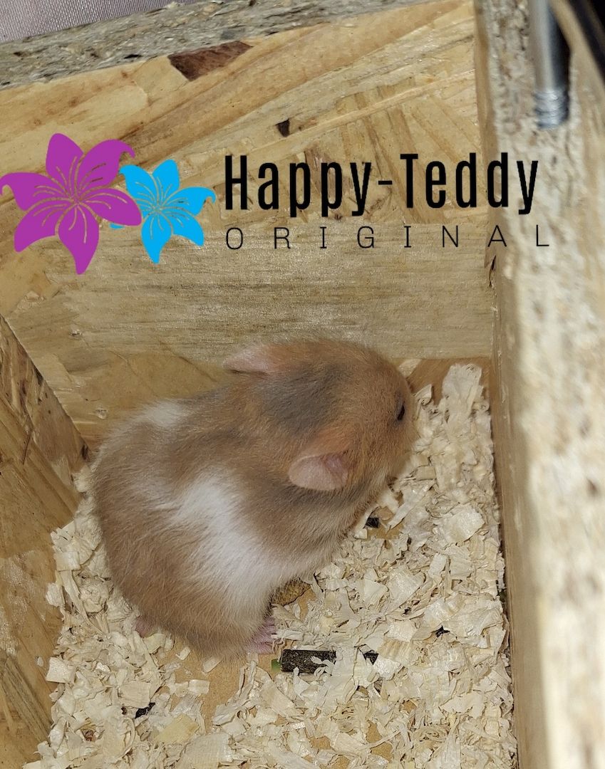 Wunderschöner Teddyhamster Männchen sehr handzahm