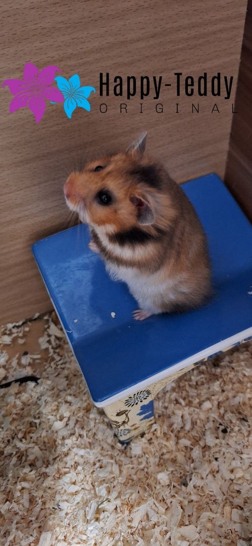 Wunderschöner Teddyhamster Männchen sehr handzahm