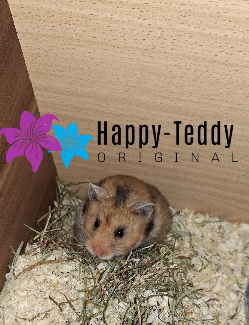 Wunderschöner Teddyhamster Männchen sehr handzahm
