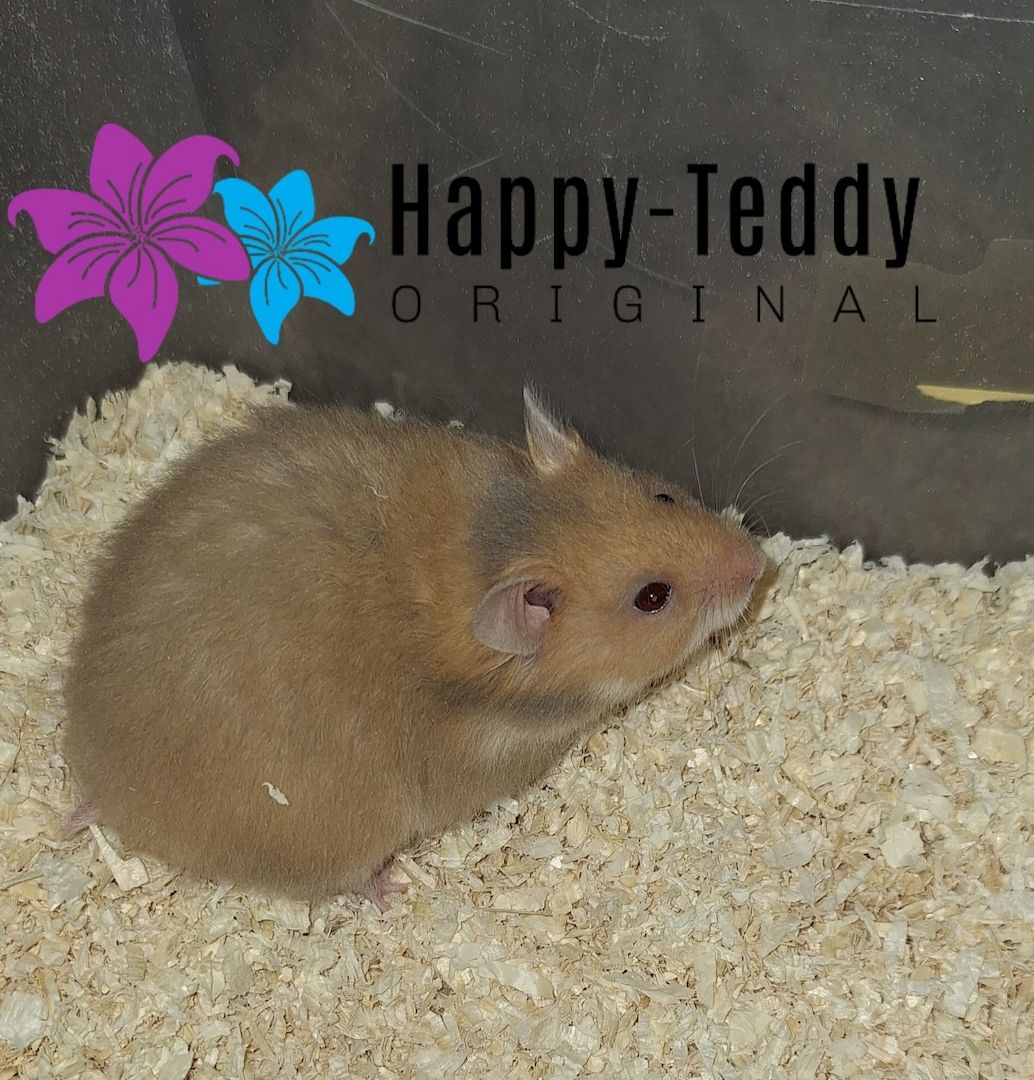 Wunderschöner Teddyhamster Männchen sehr handzahm