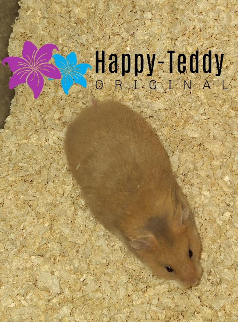 Wunderschöner Teddyhamster Männchen sehr handzahm