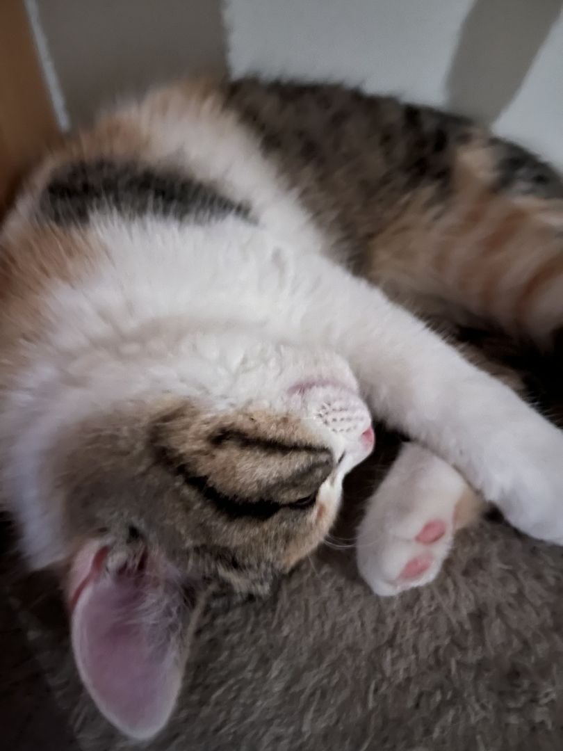 Glückskatze sucht ein nettes Zuhause