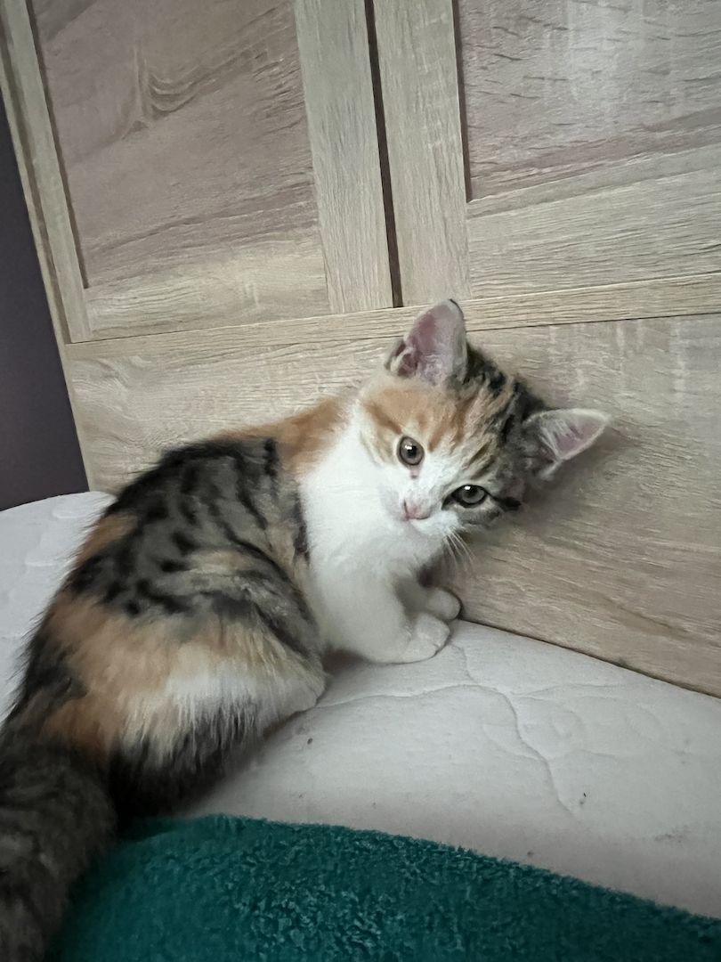 Glückskatze sucht ein nettes Zuhause