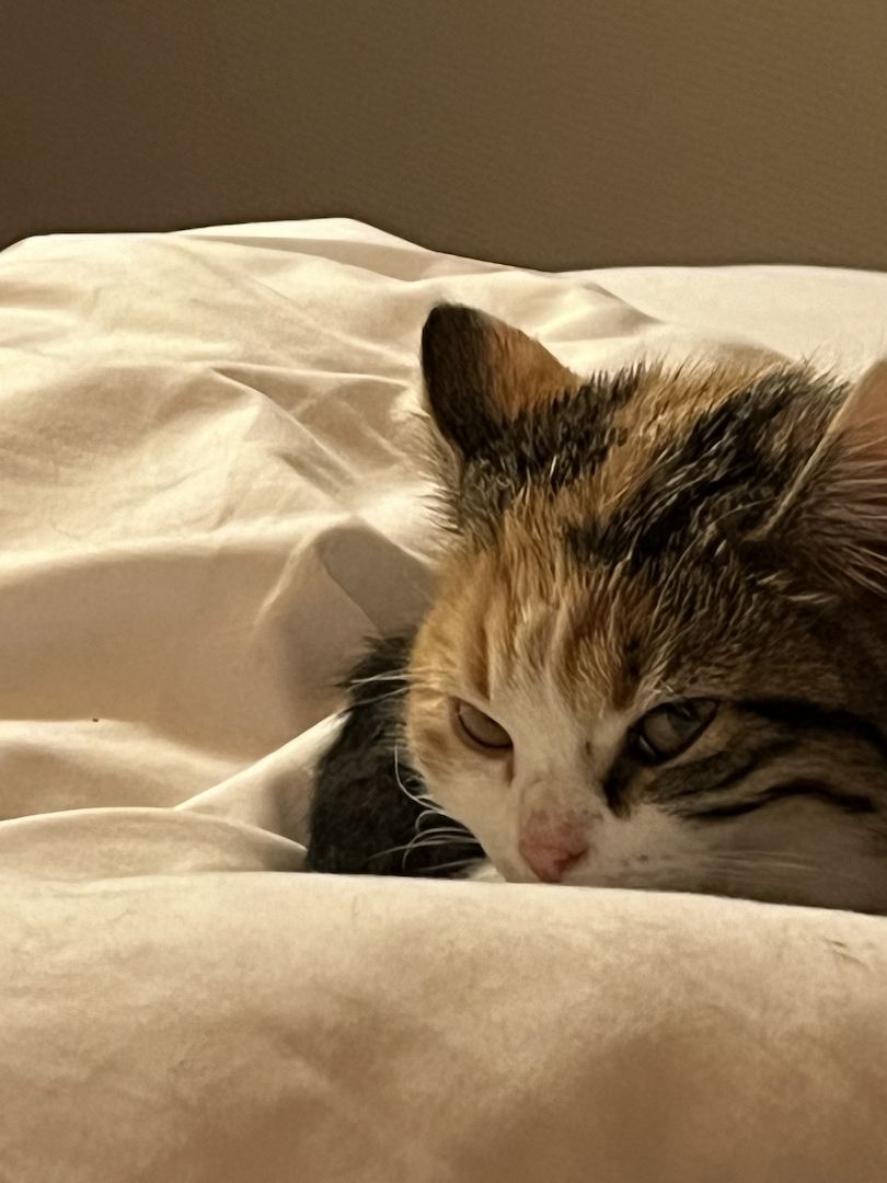 Glückskatze sucht ein nettes Zuhause