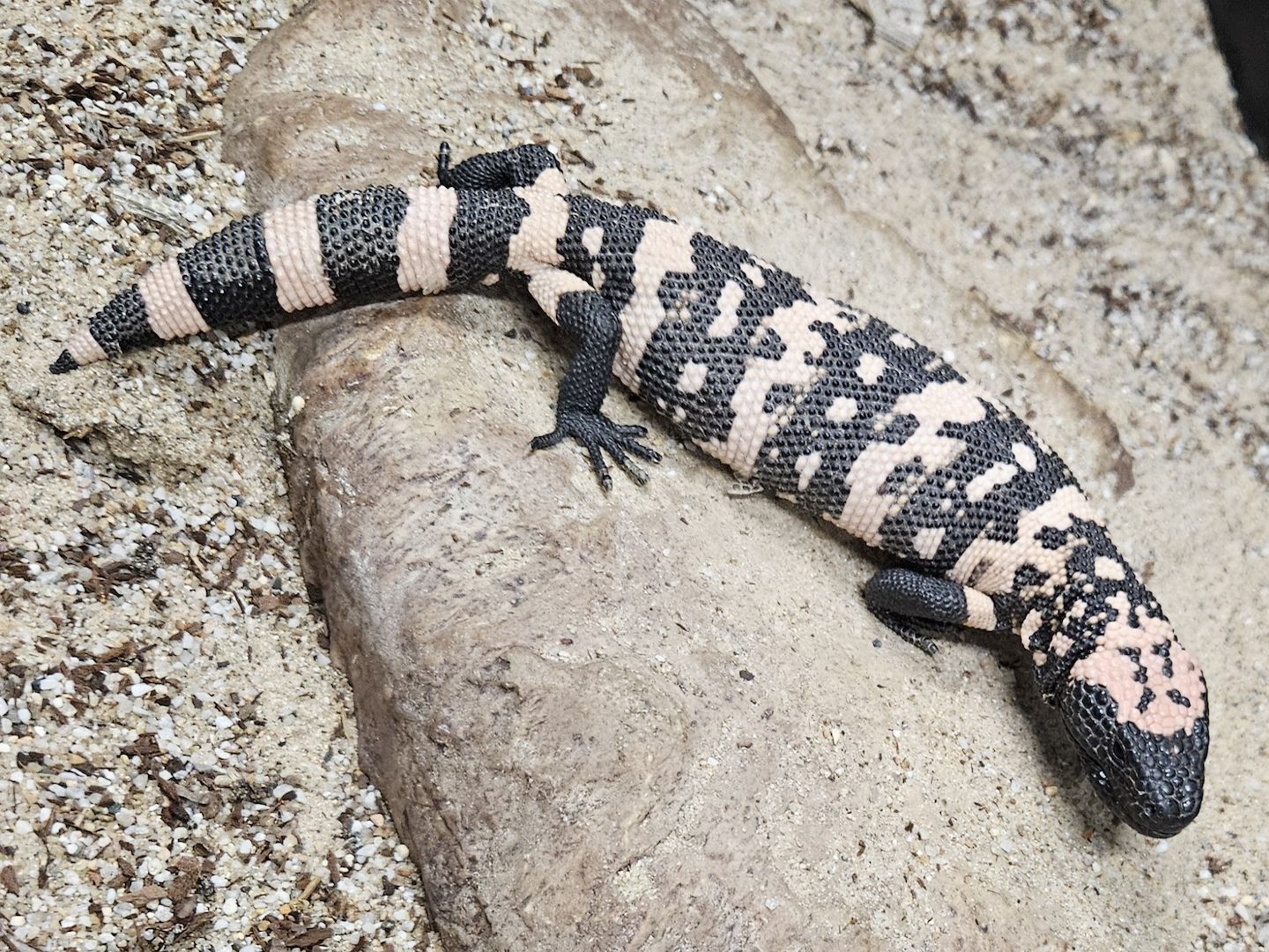 Krustenechsen Heloderma  suspectum