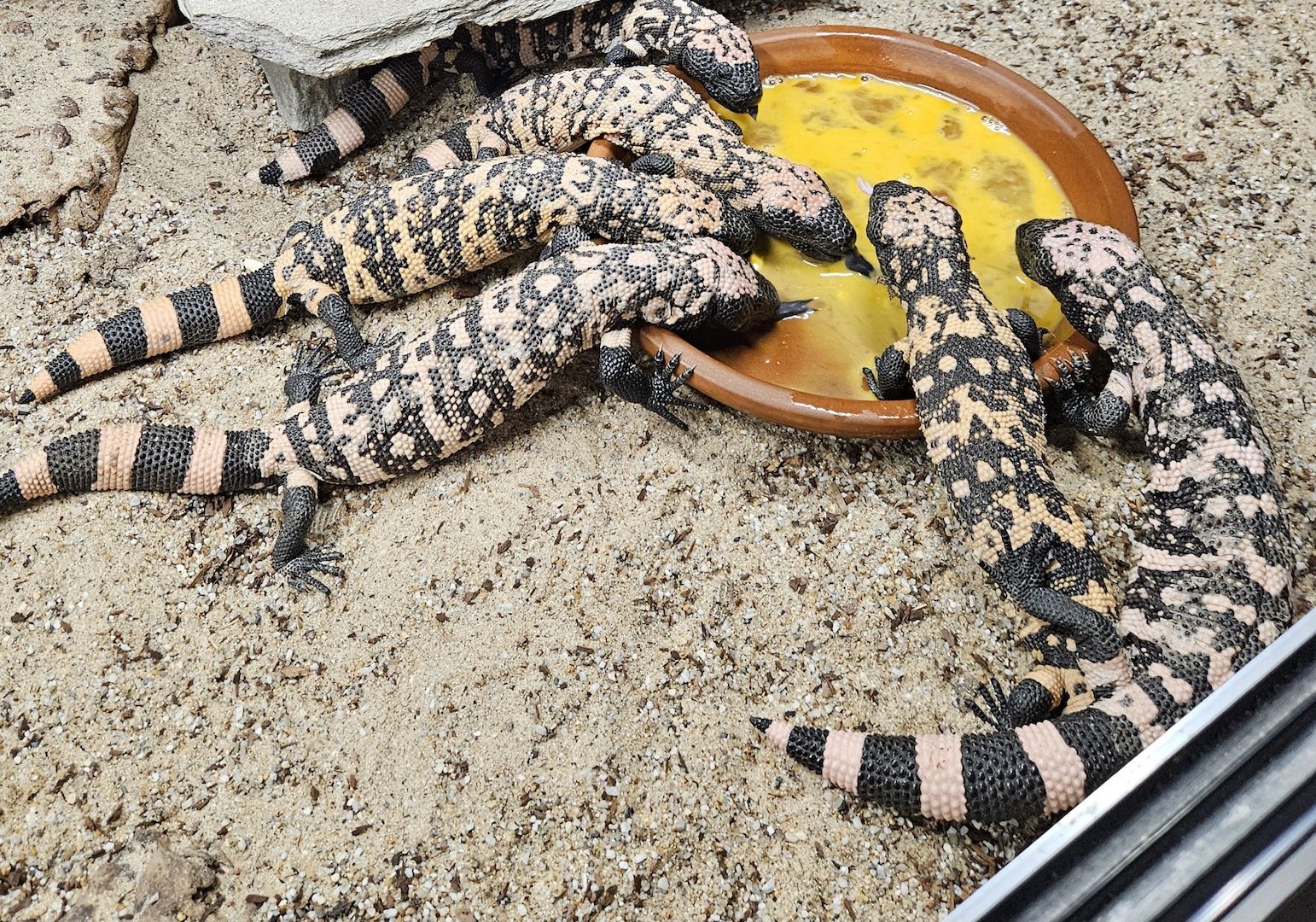 Krustenechsen Heloderma  suspectum