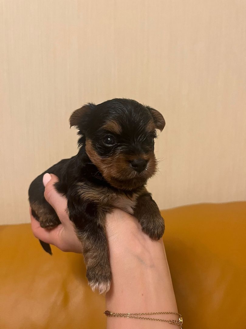 Reinrassige, wunderschöne Yorkshire Welpen zu verkaufen